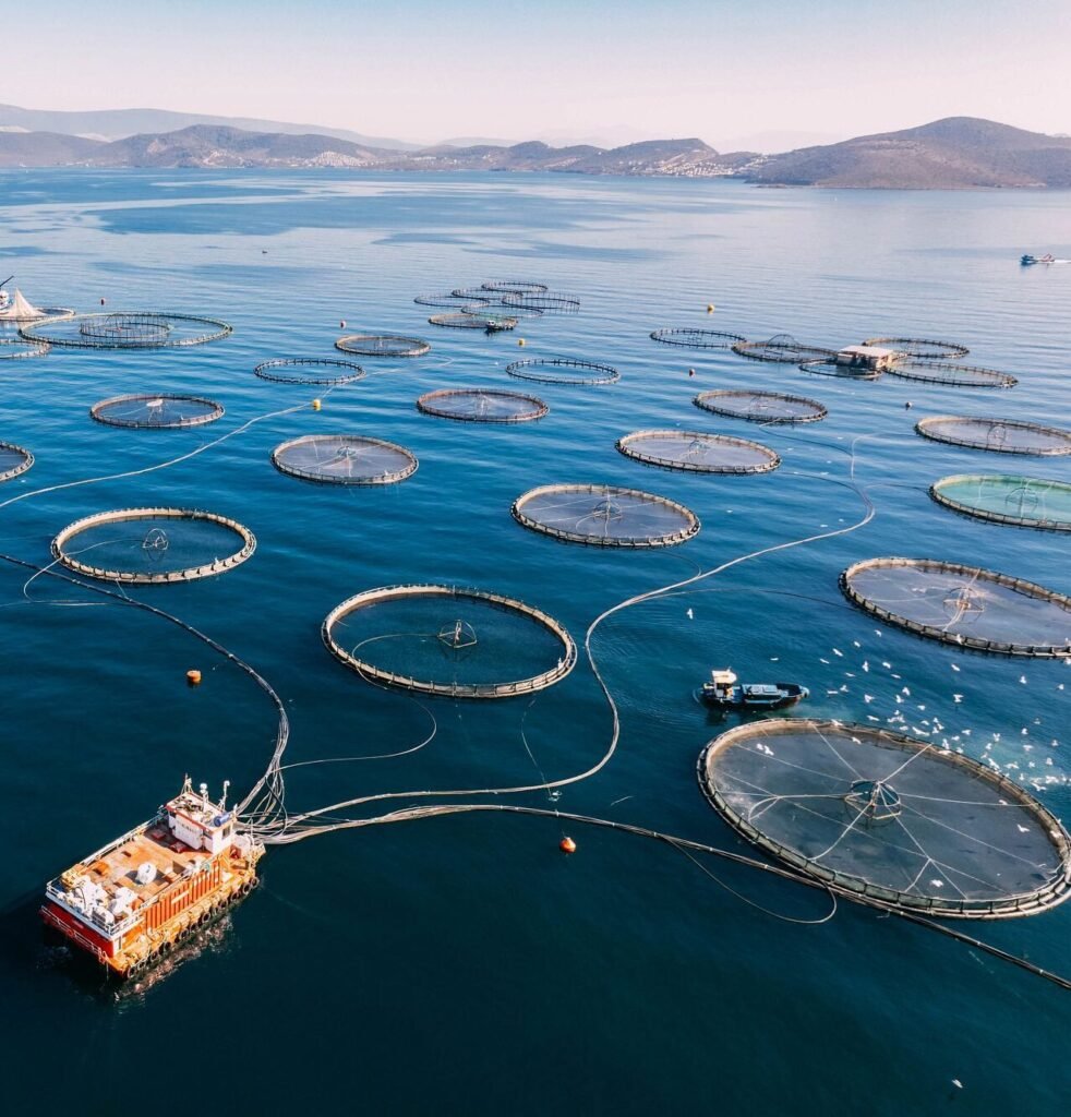 Home fish farming sea 1436128142